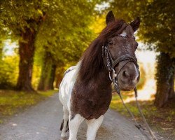 dressage horse Benito v.d. Senne (Shetland Pony, 2004, from Barnabas)