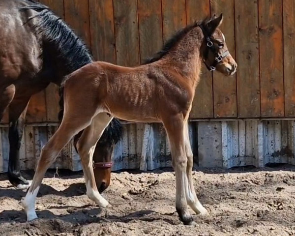 horse Darling´s Dancer (German Riding Pony, 2023, from Crown Dramatic)