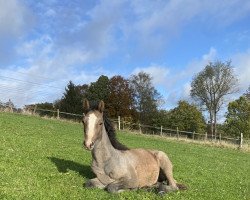 Pferd Diaquite P (Westfale, 2022, von Dembelé L)