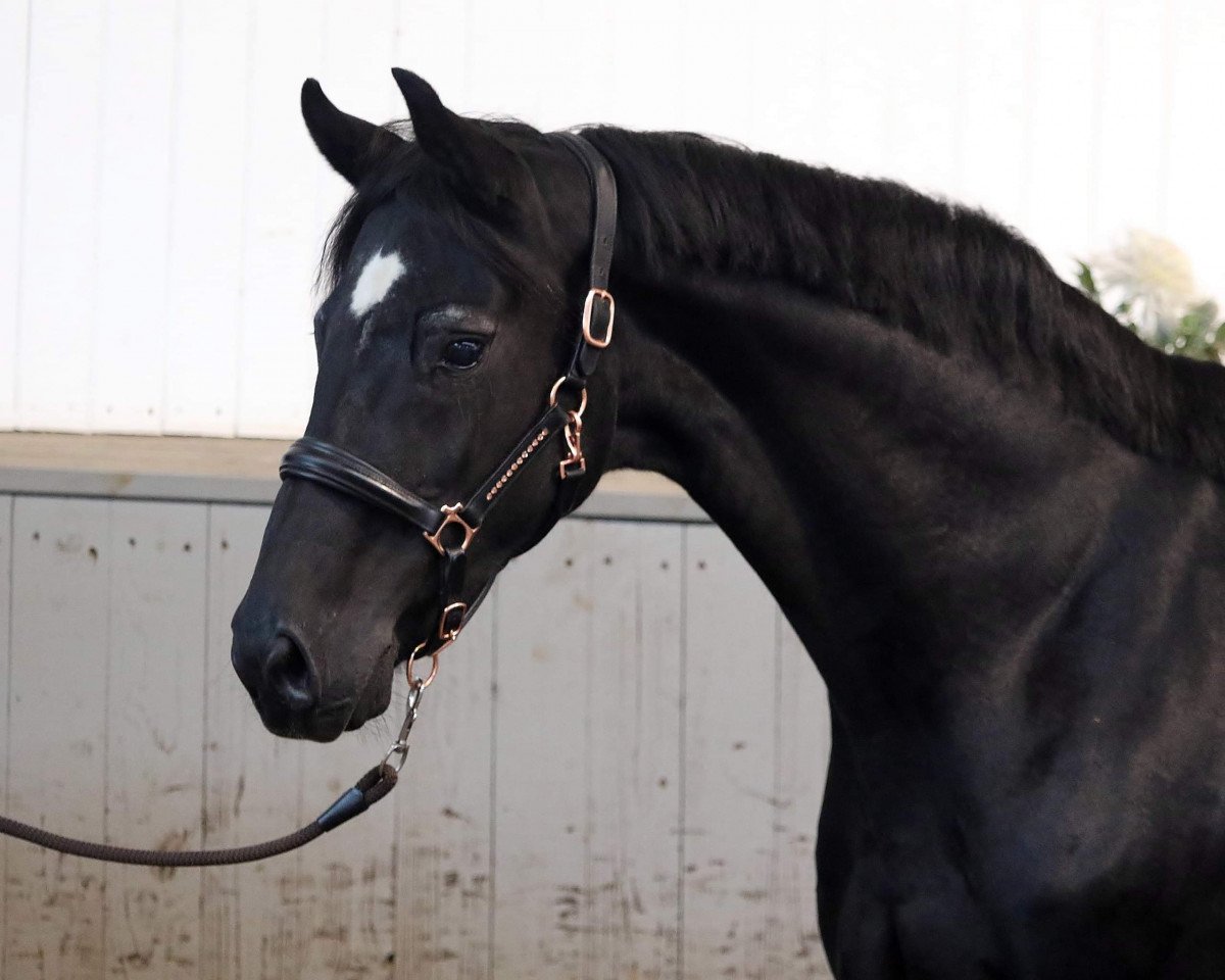 broodmare Sophia (Westphalian, 2009, from San Schufro)