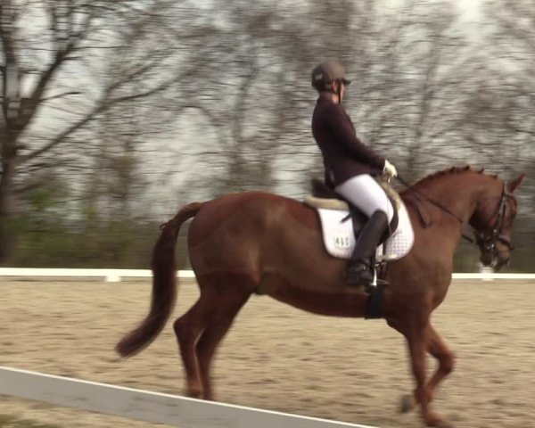 Reitturnier Elmlohe 2023