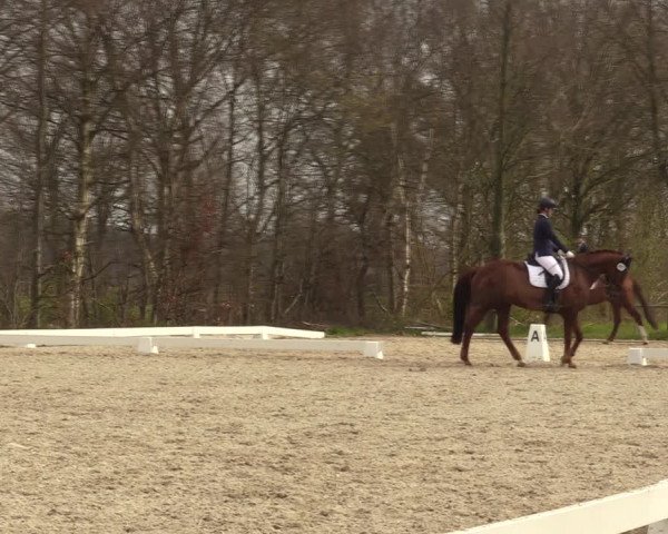 Reitturnier Elmlohe 2023
