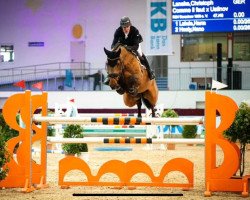 stallion COMME LE VENT M (Mecklenburg, 2015, from Comme il Faut)