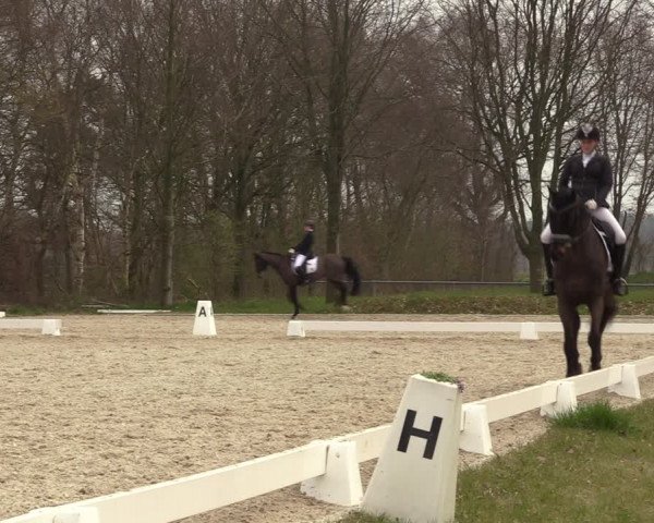 Reitturnier Elmlohe 2023
