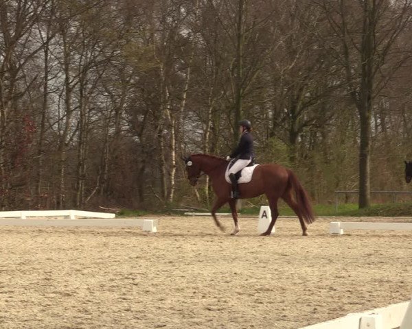 Reitturnier Elmlohe 2023