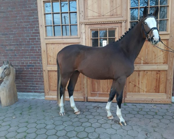 horse Dexter (Westphalian, 2018, from Dembelé L)