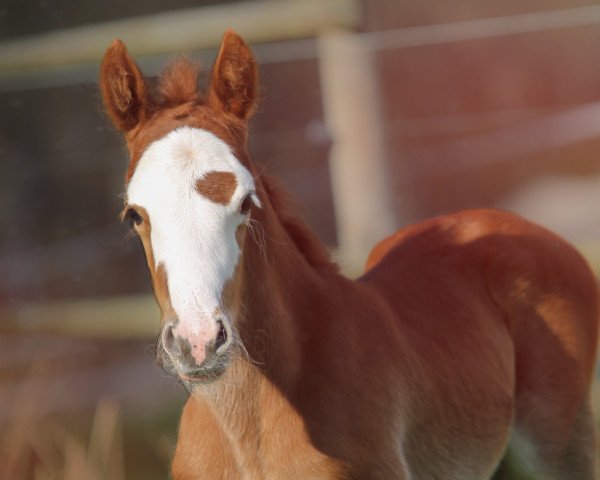 Pferd Anima Callimero (Welsh-Cob (Sek. D), 2021, von Horeb JD) Pferd Anima Callimero (Welsh-Cob (Sek. D), 2021, von Horeb JD)