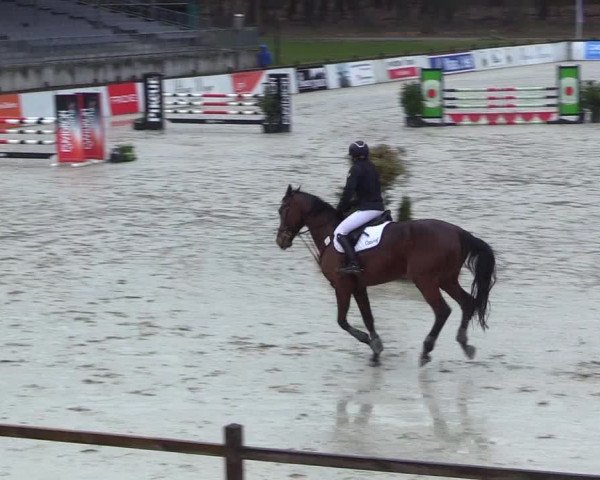 Reitturnier Westergellersen 2023