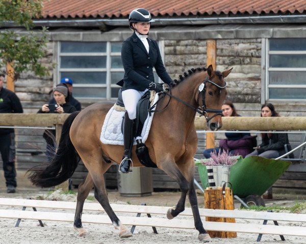 dressage horse Campino (New Forest Pony, 2017, from Koetsiershoeve Cream on Top) dressage horse Campino (New Forest Pony, 2017, from Koetsiershoeve Cream on Top)