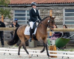 dressage horse Campino (New Forest Pony, 2017, from Koetsiershoeve Cream on Top)