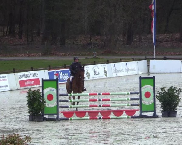 Reitturnier Westergellersen 2023