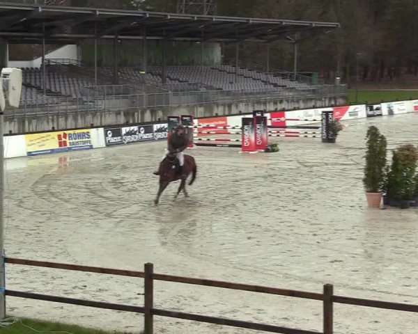 Reitturnier Westergellersen 2023