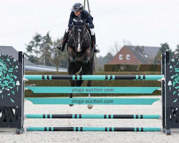jumper MONDOGRAAF (KWPN (Royal Dutch Sporthorse), 2017, from El Salvador)