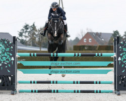 jumper MONDOGRAAF (KWPN (Royal Dutch Sporthorse), 2017, from El Salvador)
