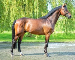 Springpferd Don Quarado de Flamingo J (Oldenburger, 2015, von Tailormade's Diarado's Boy 256 FIN)