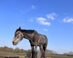 horse Major (Holsteiner, 2020, from Million Dollar)