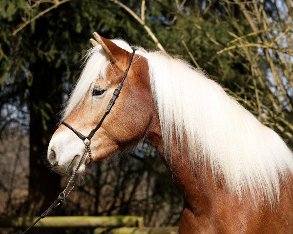 Chovná klisna Betty (Haflinger, 2015, od Blickfang)