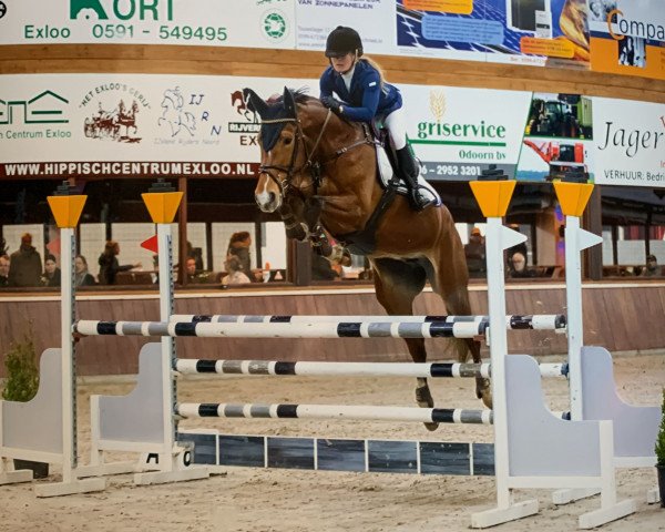 horse Hayablanca Z (Zangersheide riding horse, 2018, from Hotspot) horse Hayablanca Z (Zangersheide riding horse, 2018, from Hotspot)
