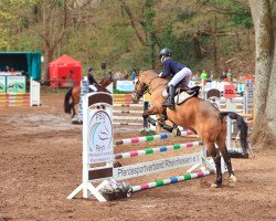 Springpferd Contigo de Luxe (Deutsches Reitpony, 2011, von FS Champion de Luxe)