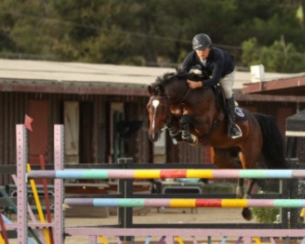 broodmare Gisela KF (KWPN (Royal Dutch Sporthorse), 2011, from Zapatero VDL)