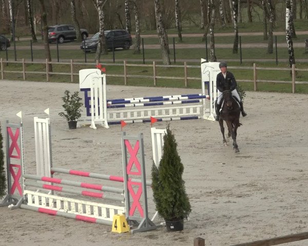 Reitturnier Westergellersen 2023