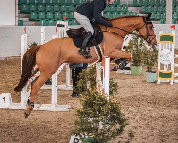 jumper Galantino GP (Oldenburg show jumper, 2018, from Glasgow van het Merelsnest)