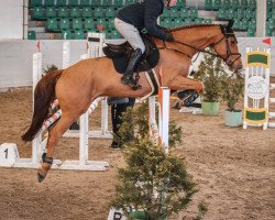 jumper Galantino GP (Oldenburg show jumper, 2018, from Glasgow van het Merelsnest)