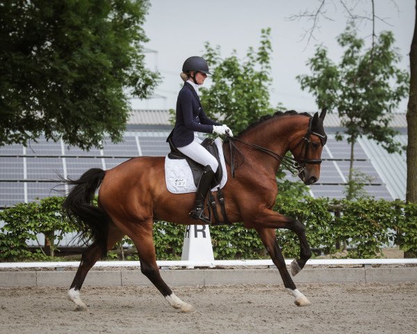 dressage horse Faustino 30 (Westphalian, 2012, from Fürst Piccolo)