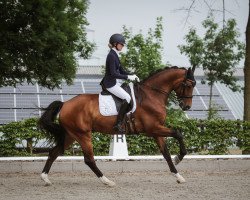 dressage horse Faustino 30 (Westphalian, 2012, from Fürst Piccolo)