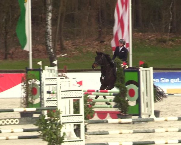 Reitturnier Westergellersen 2023