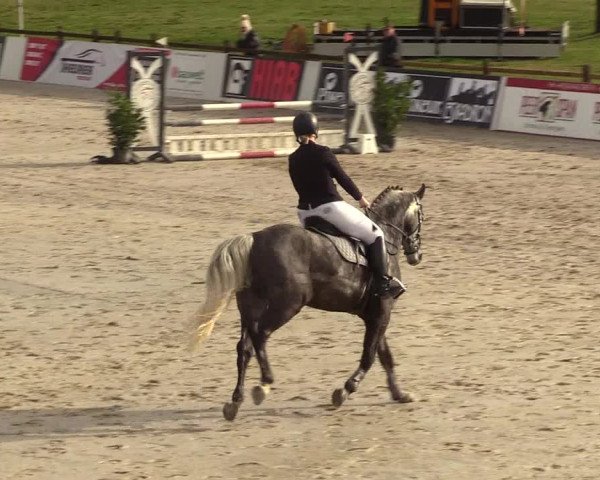 Reitturnier Westergellersen 2023