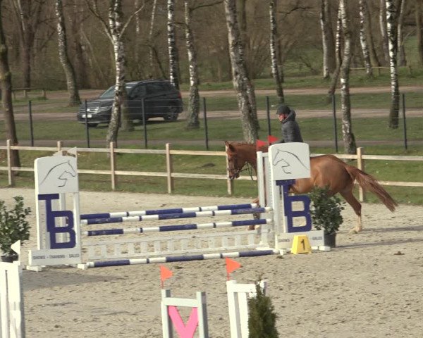 Reitturnier Westergellersen 2023