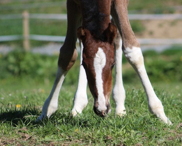 horse Cnallfrosch (Westphalian, 2020, from Chubakko)