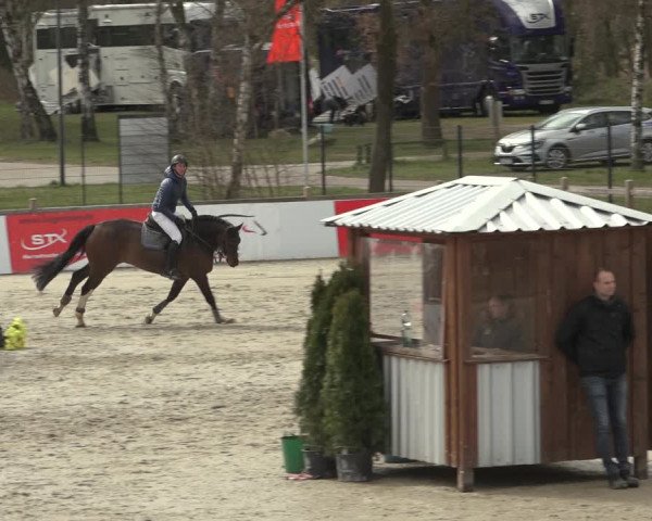 Reitturnier Westergellersen 2023
