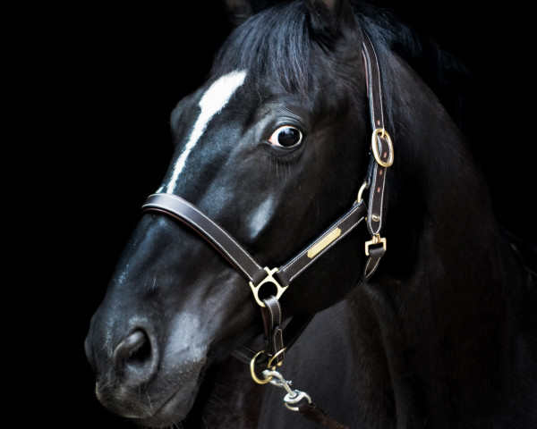 Caballo de salto Sirius Black 30 (Hannoveriano, 2010, de Swarovski)