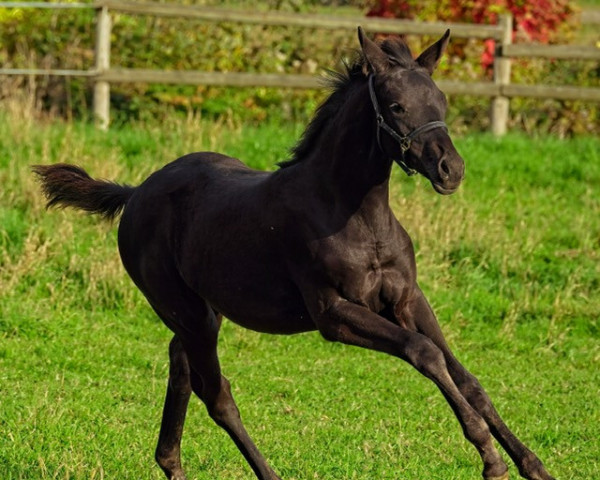horse Kristallblüte (Trakehner, 2022, from Kwahu)