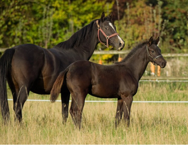 broodmare Katalea (Trakehner, , from Saint Cyr) broodmare Katalea (Trakehner, , from Saint Cyr)