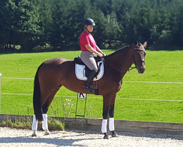 Dressurpferd Hope of Joy 4 (Deutsches Sportpferd, 2015, von Cassilano)