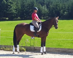 dressage horse Hope of Joy 4 (German Sport Horse, 2015, from Cassilano)