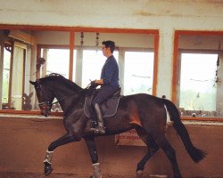 dressage horse Ziggy Stardust 6 (Oldenburg, 2017, from Zonik)