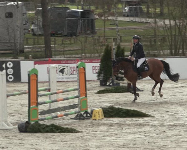 Reitturnier Westergellersen 2023
