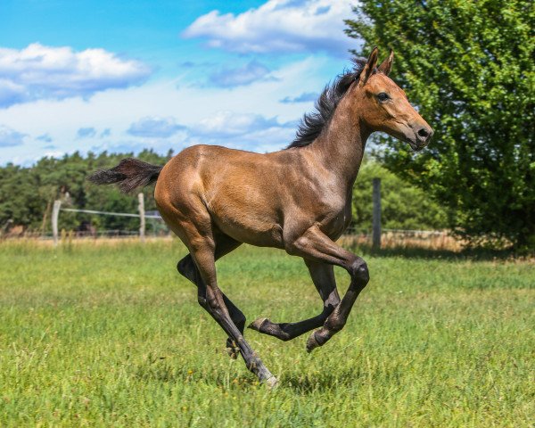 broodmare Eos R (Oldenburg show jumper, 2022, from Stakkatol)