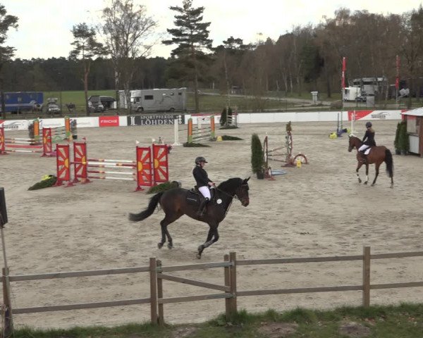 Reitturnier Westergellersen 2023
