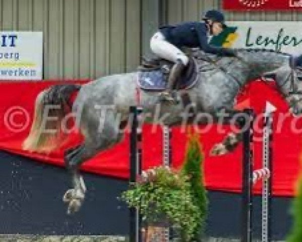 horse Hendence (KWPN (Royal Dutch Sporthorse), 2012, from Zapatero VDL)