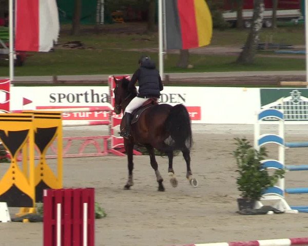 Reitturnier Westergellersen 2023