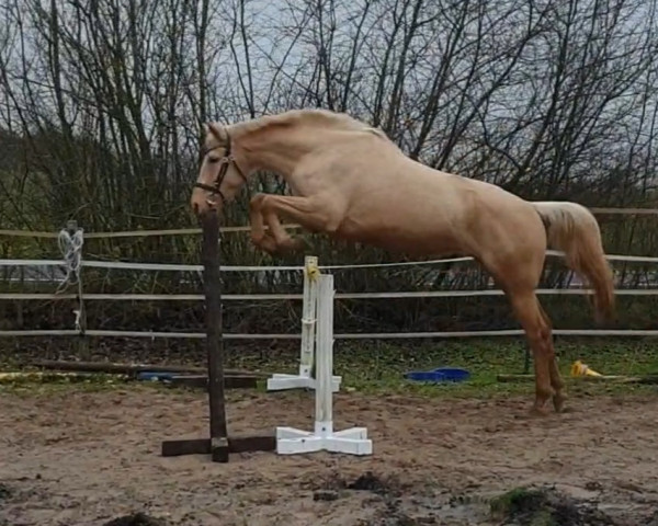 Zuchtstute Amicelli Z (Zangersheide Reitpferd, 2019, von Alasdair GF)