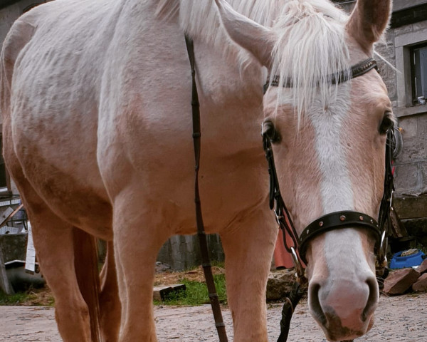 horse Sir Kilkenny (Little German Riding Horse, 2021, from Soel'rings Cuvee)