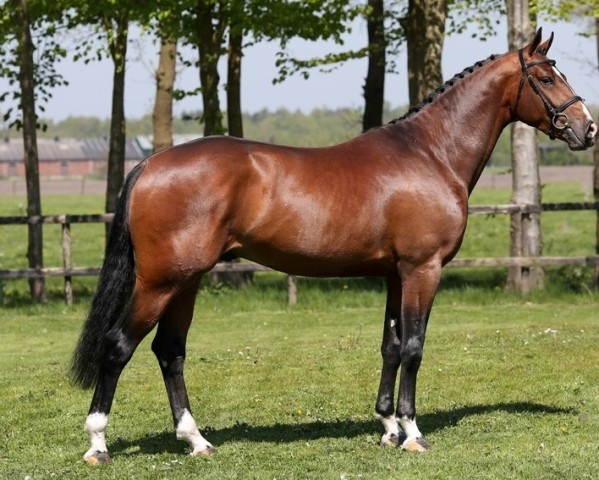 stallion Johnnie Walker (KWPN (Royal Dutch Sporthorse), 2014, from Zapatero VDL)