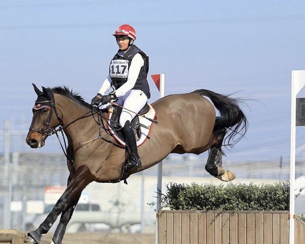 horse Juniperus (KWPN (Royal Dutch Sporthorse), 2014, from Zapatero VDL)
