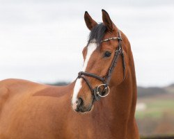 jumper Duchess van de Theke (Holsteiner, 2017, from Dinken)